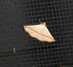 Eublemma perversicolor