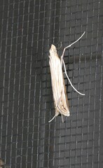 Euclasta maceratalis