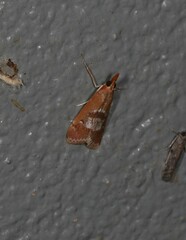 Syntonarcha iriastis