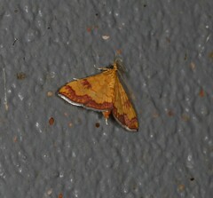 Isocentris filalis