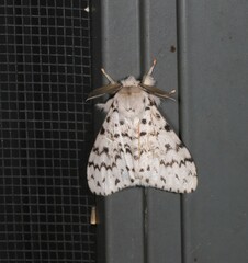 Lymantria pelospila