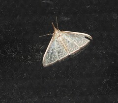 Myrmidonistis hoplora