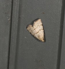 Narangodes