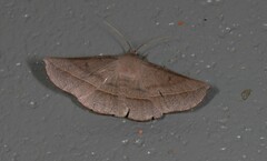 Oenochroma decolorata