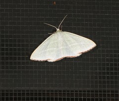 Oenochroma infantilis