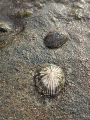 Siphonaria pectinata