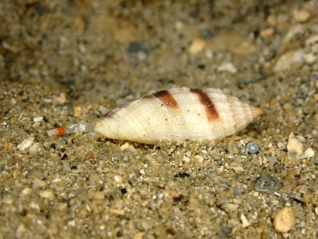 Eucithara conohelicoides