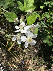 Rubus