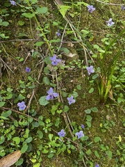 Viola silicestris