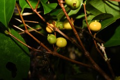 Eugenia pseudopsidium