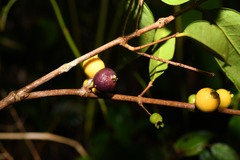Eugenia pseudopsidium