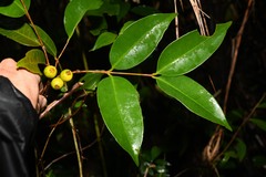 Eugenia pseudopsidium