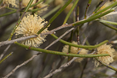 Acacia assimilis