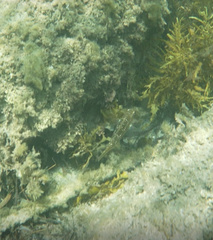 Notolabrus gymnogenis