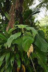 Guettarda crispiflora