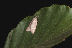 Pachycnemia hippocastanaria