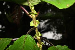 Guettarda crispiflora