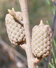 Allocasuarina gymnanthera