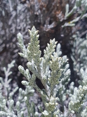 Seriphium passerinoides