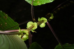 Guettarda crispiflora