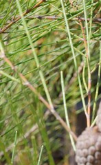 Allocasuarina gymnanthera