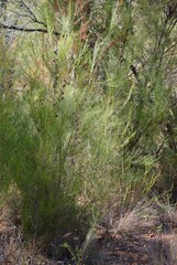 Allocasuarina gymnanthera