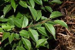 Ilex macfadyenii