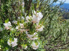 Westringia angustifolia