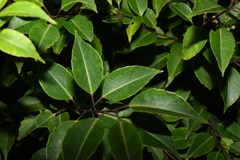 Ilex macfadyenii
