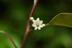 Ilex macfadyenii