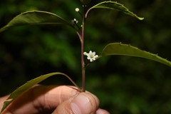 Ilex macfadyenii