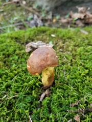 Hemileccinum
