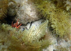 Paguristes frontalis