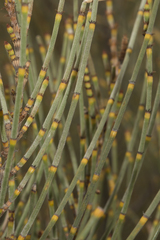 Allocasuarina acutivalvis