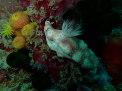 Hypselodoris pulchella