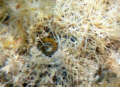 Homophyllia australis