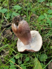 Tylopilus badiceps
