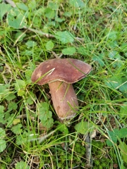 Tylopilus badiceps
