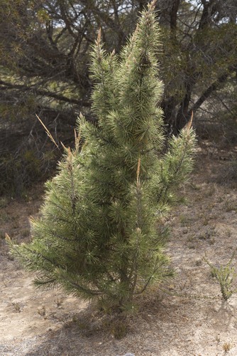 Compass Bush (Allocasuarina pinaster) · iNaturalist
