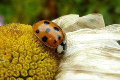 Harmonia axyridis