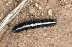 Nyctemera adversata