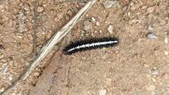 Nyctemera adversata
