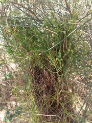 Selitrichodes utilis