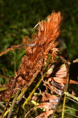 Lomaridium binervatum