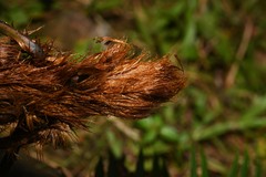 Lomaridium binervatum