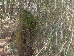 Selitrichodes utilis