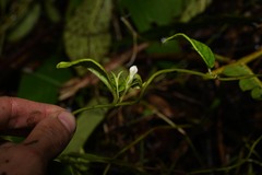 Manettia dominicensis