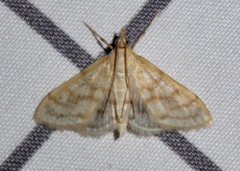 Paracorsia repandalis
