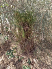 Selitrichodes utilis