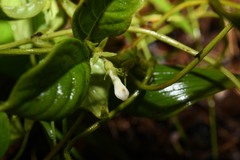 Manettia dominicensis